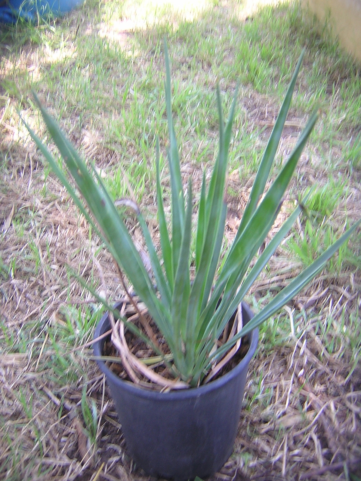 Yucca aloifolia
