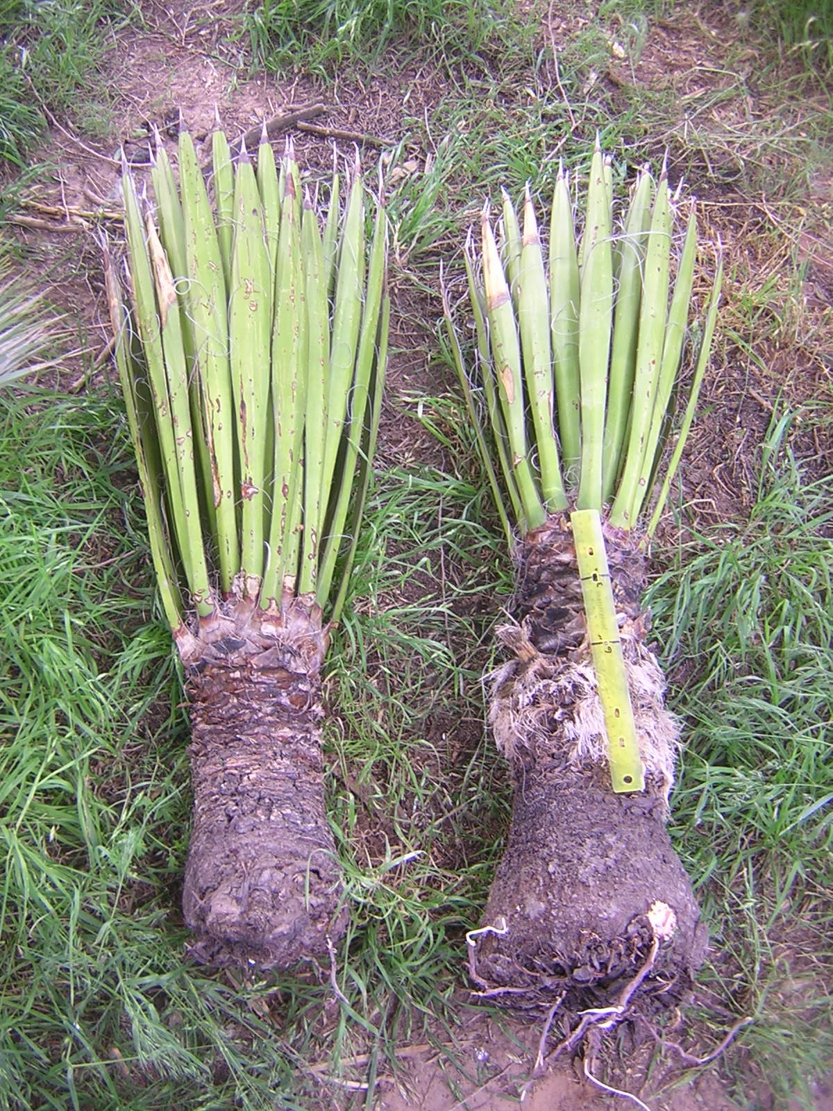 Yucca carnerosana
