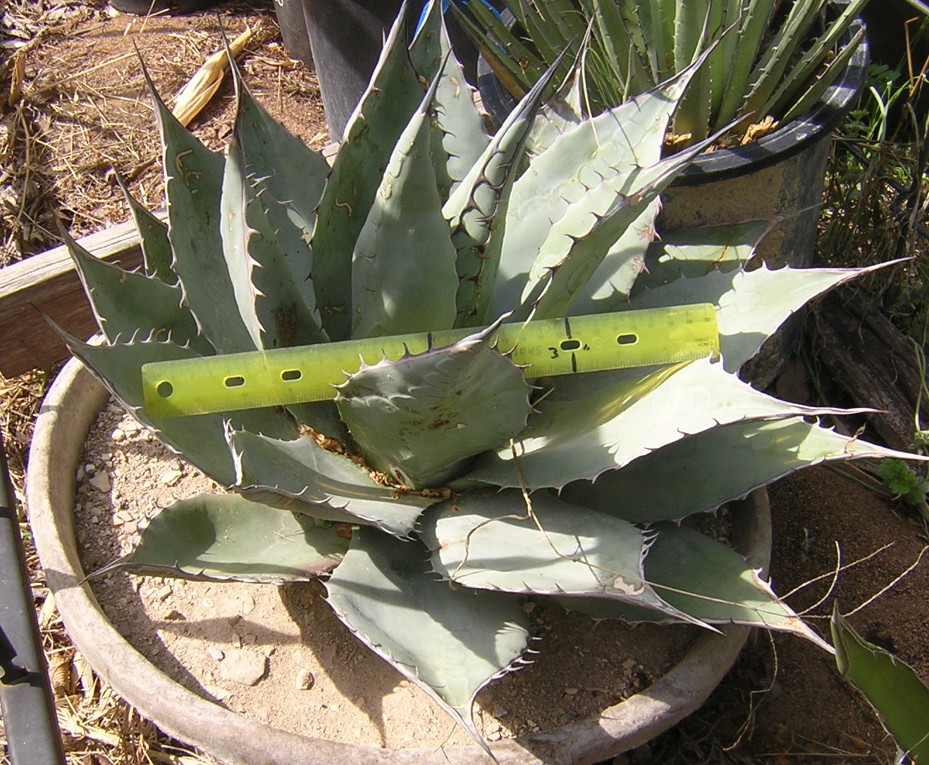 Agave havardiana