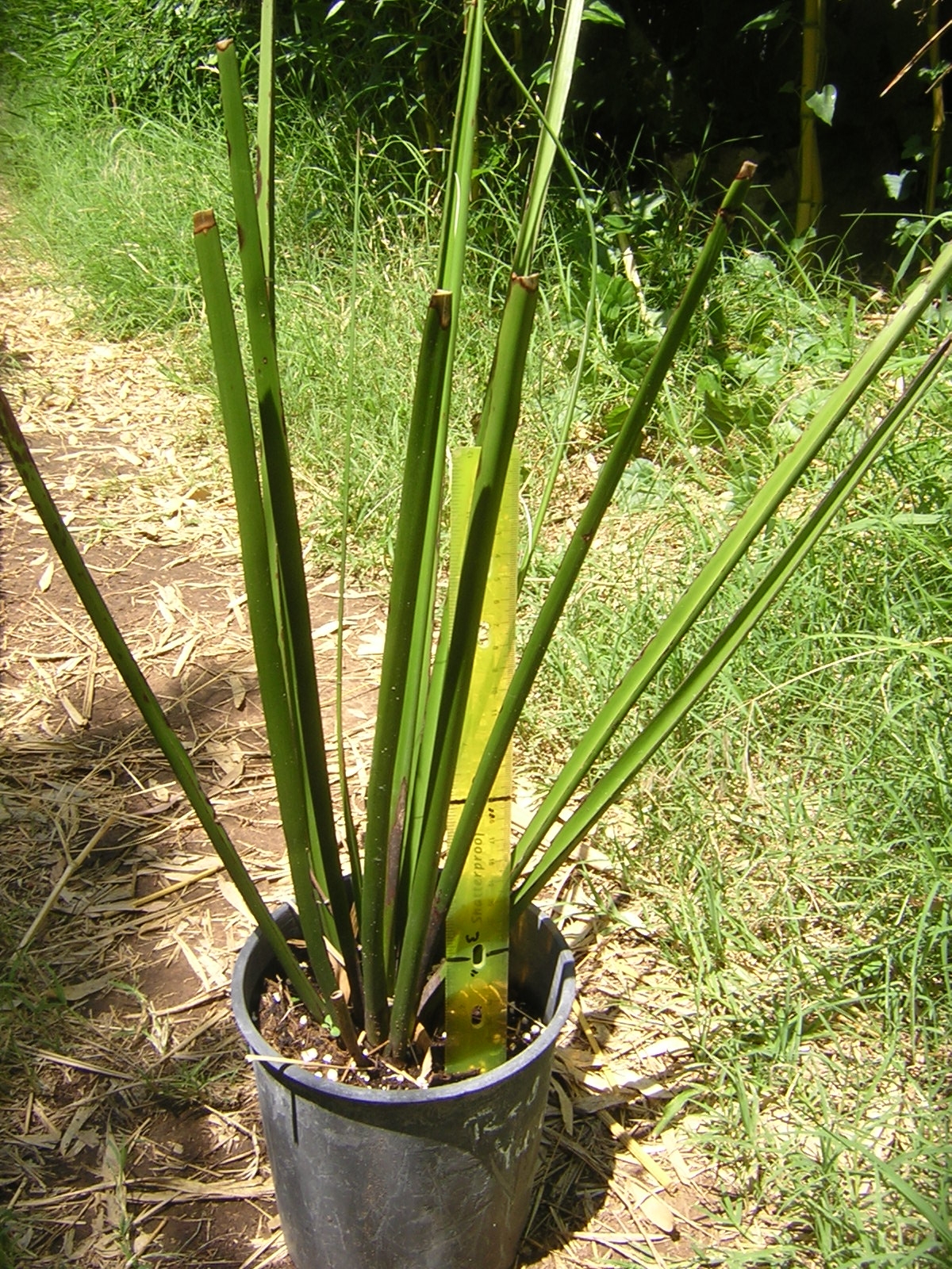 Hesperaloe