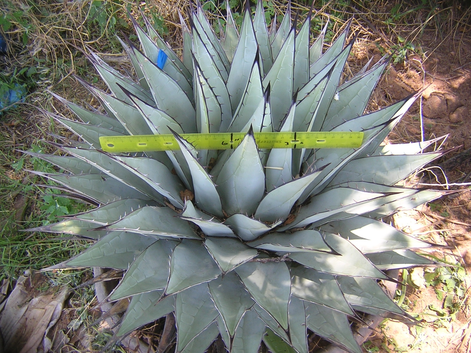 Agave neomexicana, large