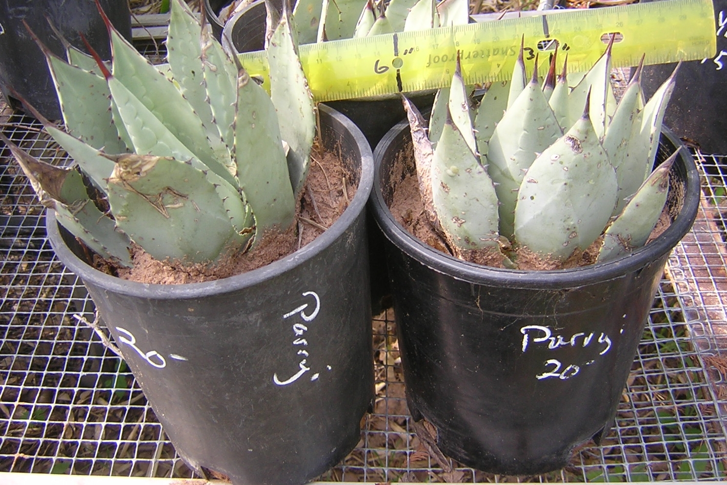 Agave parryi