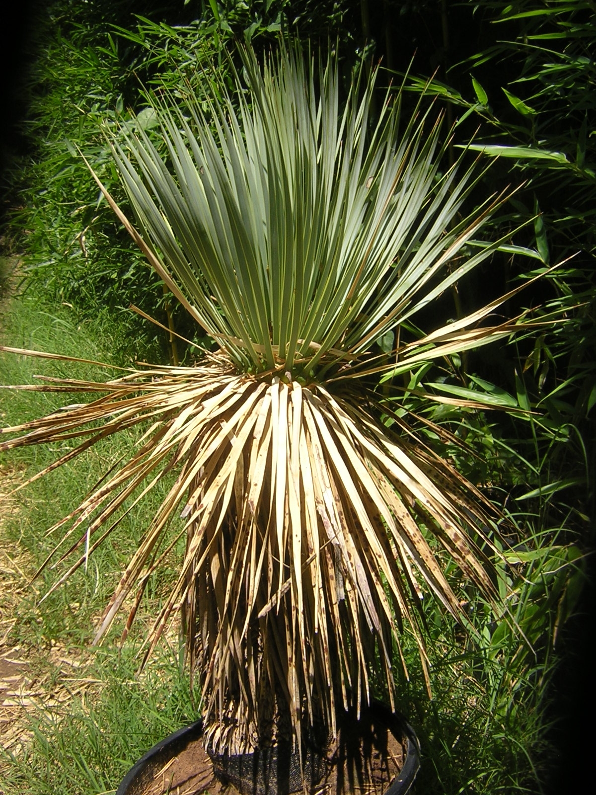 Yucca rostrata v. rigida