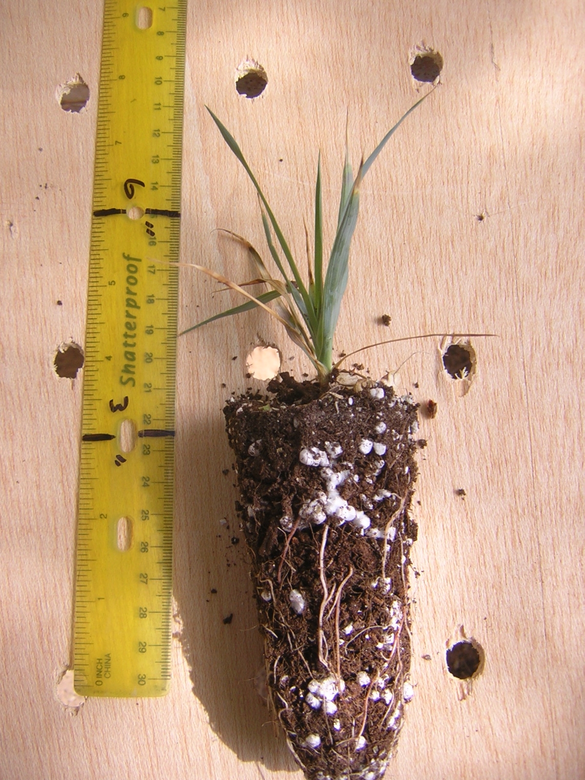 rostrata seedling