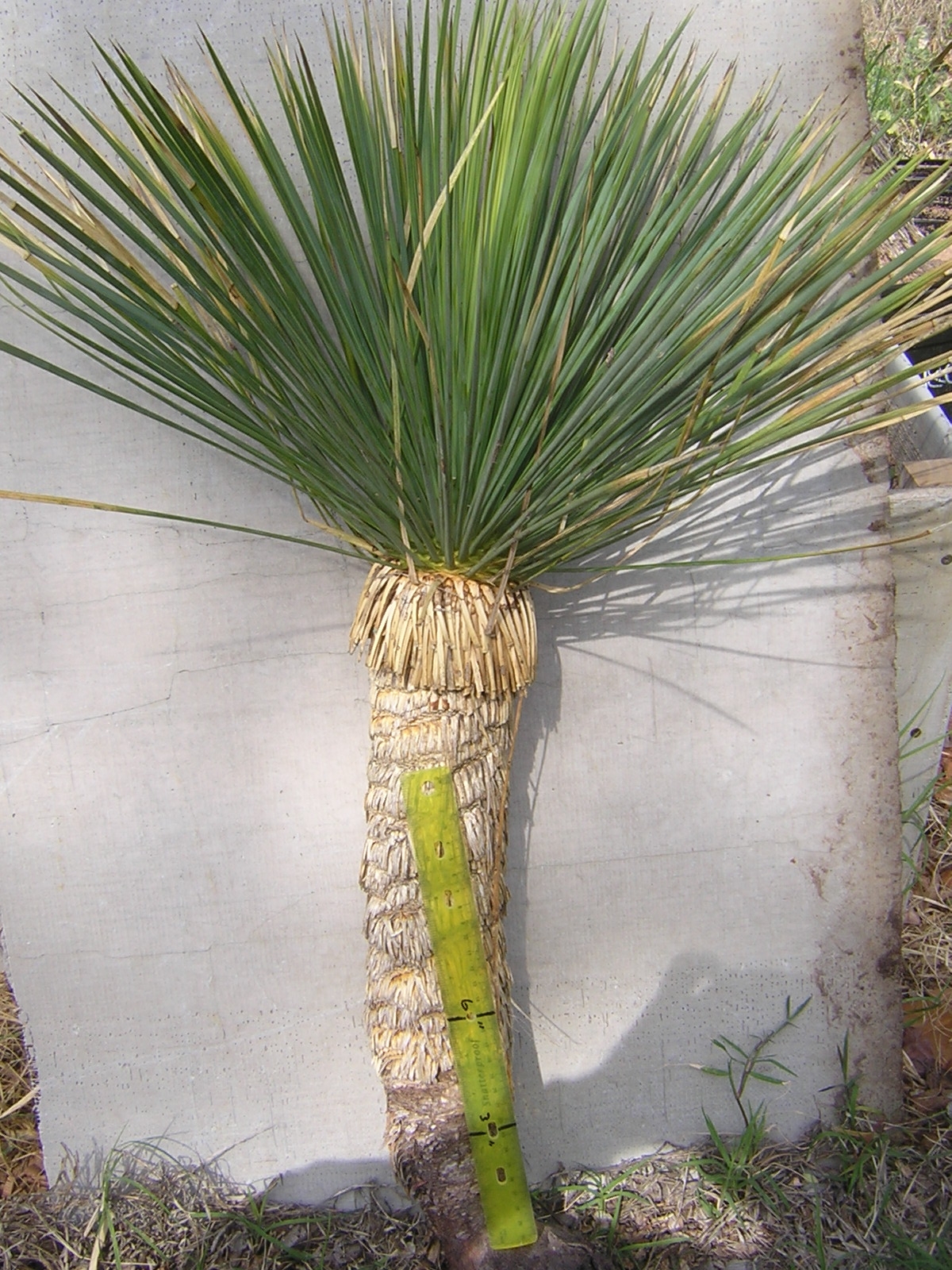 Yucca linearifolia
