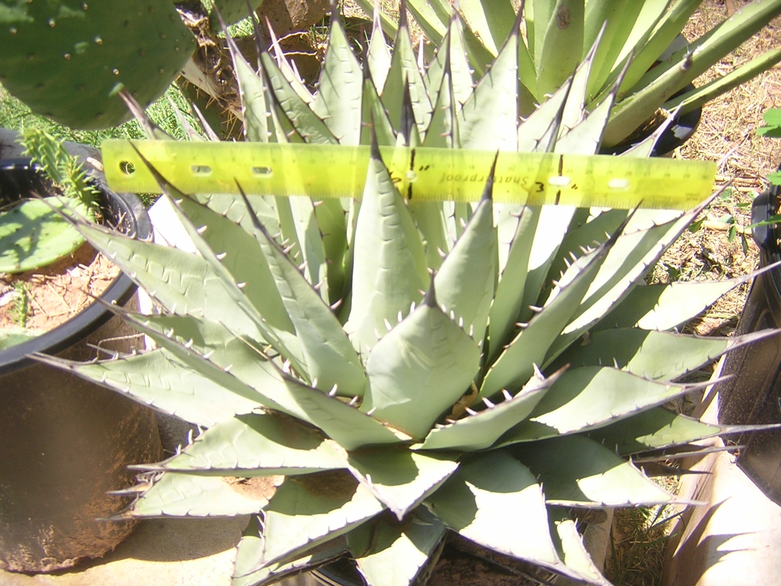 Agave neomexicana, small